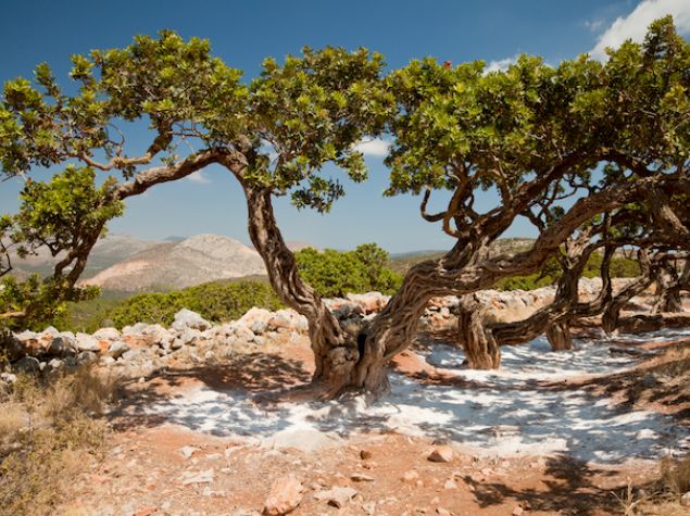 Mastiha (mastyks) z Chios